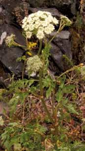 Knollmjødurt Filipendula vulgaris 20 50 cm.