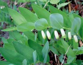 Hodene stilket. Blomstrer i juni august.