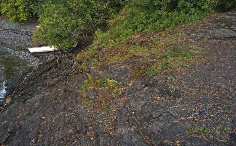 13B Ned mot stranda Sammenlign med plantene du fant i hagen. Det er mye likt, ikke sant?