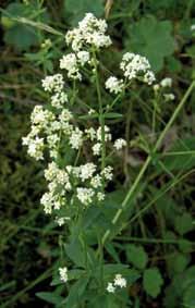 Småaksene er ofte brunfiolette og henger til en side. Blomstrer i mai juli. Markmalurt Artemisia campestris 20 70 cm.