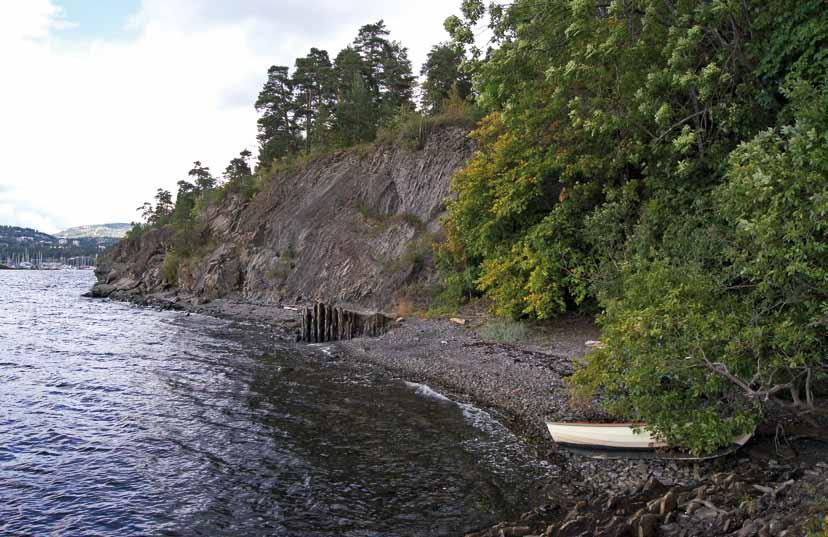 Post 14 Strand Hva må til for å klare å leve på en strand? Plantene som vokser her må tåle salt fra sjøvannet.