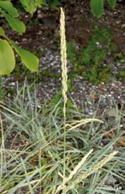 Strandsmelle Silene uniflora 8 40 cm. Vanlig på grusjord og stein langs hele kysten. Vokser i matter. Smale og kjøttfulle blad.