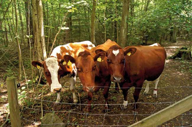 Kuer fra Kongsgården Kuer fra Bygdø Kongsgård beiter i Kongeskogen.