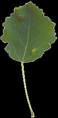 Gråor Alnus incana Tre eller stor busk med lysegrå bark. Vinterknopper butte, korthårete.