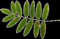 Osp Populus tremula Høyt tre med blankt gulgrønn bark. Bladstilk lang og flat.