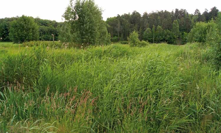 Den er gjerne dominert av takrør, men vi finner også ofte sverdlilje og bred dunkjevle. Sverdlilje Iris pseudacorus 40 100 cm.