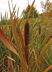 Synes du den ligner på en kjevle? Takrør Phragmites australis 1 4 m. Vanlig på fuktig-våt, helst næringsrik jord. Grov jordstengel.