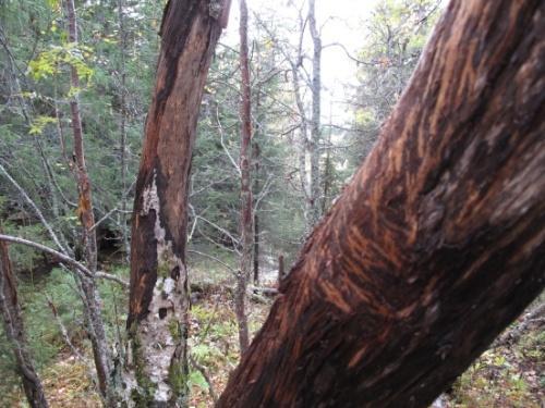 2002; Framstad m. fl. 2003) oppfyller det tilbudte arealet følgende generelle mangler: Gjenværende, forholdsvis intakte områder av lavereliggende skog i ( ) sørboreal vegetasjonssone.