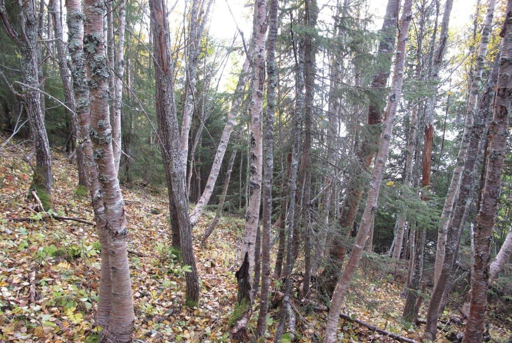 Vegetasjon, flora, økologisk variasjon I sør dominerer lågurt- og høgstaudegranskog hele lia.