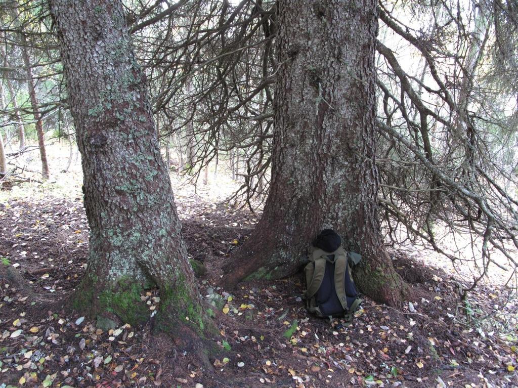 Figur 4. Granskogen på sørsiden er grovvokst og kvistrik, og enkelte slengere blir opp mot 90 cm i brysthøydiameter.