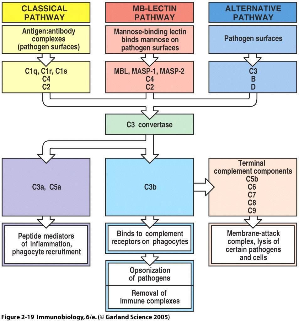 28 3.3.3 Komplementsystemet Figur 3.6 Aktivering av komplementsystemet (Garland_Science 2005) Komplementsystemet er et system som består av over 30 blodproteiner.