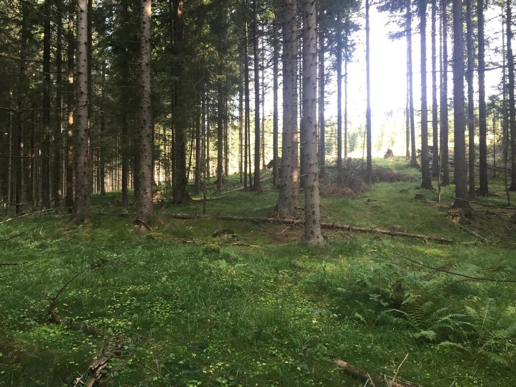 Skogen er tett og vanskelig å bevege seg i. Nord i planområdet er skogen hogd i et større område. Her var det mye hogstavfall og vanskelig å se bakken.