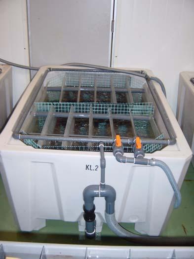 Bilde 1. Kråkebolle i fôringskammer, med et selvdrevet flo og fjære mekanisme.