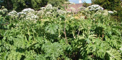 Kjempebjørnekjeks Heracleum mantegazzianum Tromsøpalme Heracleum persicum Mindre aktuell i Oslo og Akershus enn andre fylker, men er like problematisk.