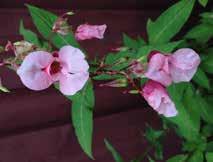 Parkslirekne Reynoutria japonica Kjempeslirekne Reynoutria sachalinensis Hybridslirekne Reynoutria x bohemica ALLE PÅ FORBUDSLISTEN Blomstene til parkslirekne setter av og til frukt i Norge.