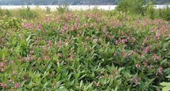 Vedaktige stengler som visner om vinteren. Store, brede, spisse og læraktige blader som er 10-45 cm lange. Blomstrer om høsten med hvite blomster.