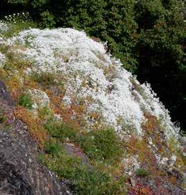 Fremmede mispel-arter Cotoneaster spp.