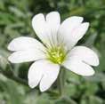 UTSEENDE: 5-15 cm høy, sterkt teppedannende, flerårig, krypende med rotslående stengler. Gravbergknapp har rosa-hvite blomster, sibirbergknapp har gule. Sukkulente blader. Bergknappfamilien.