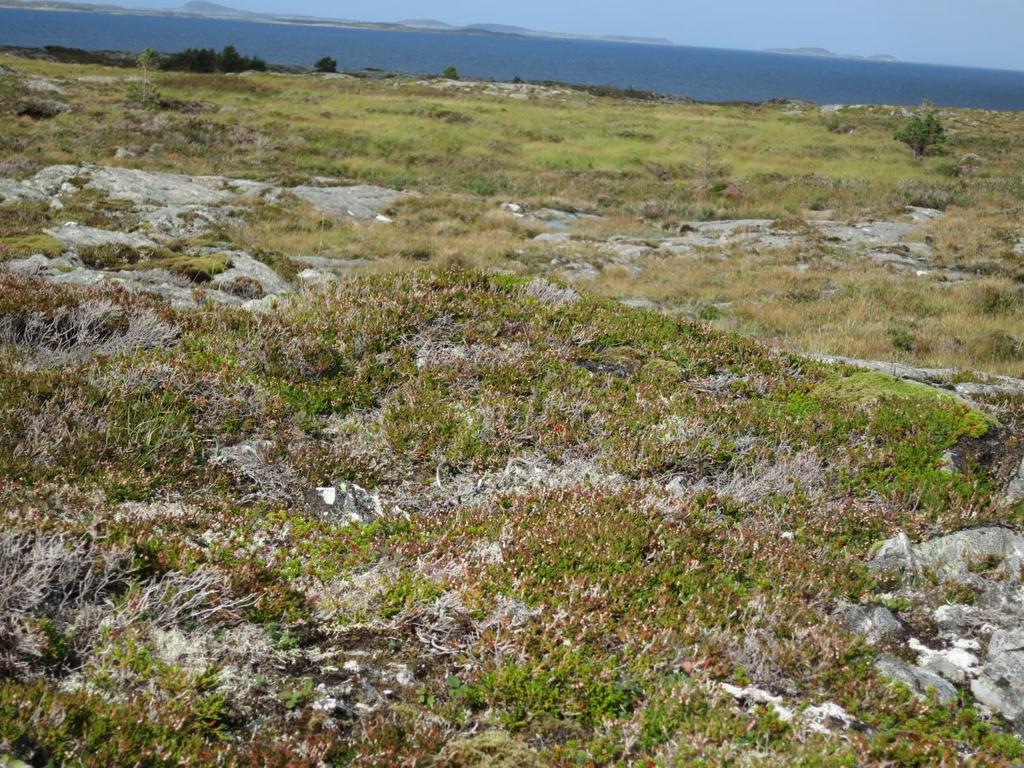 Figur 8. Øverst: Detaljbilde feltsjikt med tørrhei på vindutsatte rabber. Feltsjiktet er lavere og preget av vindslitasje.