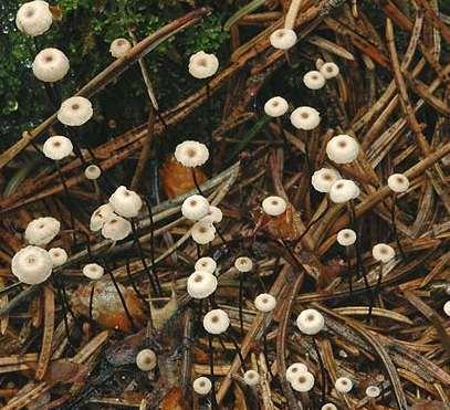 Lyngseigsopp Marasmius androsaceus Nedbryter (barnåler)