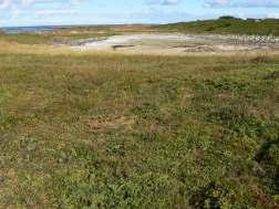 Foreløpige resultater av vegetasjonskartleggingen Bra variasjon i strandvegetasjonsutforminger: Forstrand, standarve-utforming; fordyne, strandarve-utforming