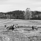 Herfra er det også kort vei til Finnskogen med fantastisk natur. For mer informasjon, se www.k-panorama.no. På Finnskogen er det boligtomter til salgs i Svullrya med utsikt til elva Rotna.