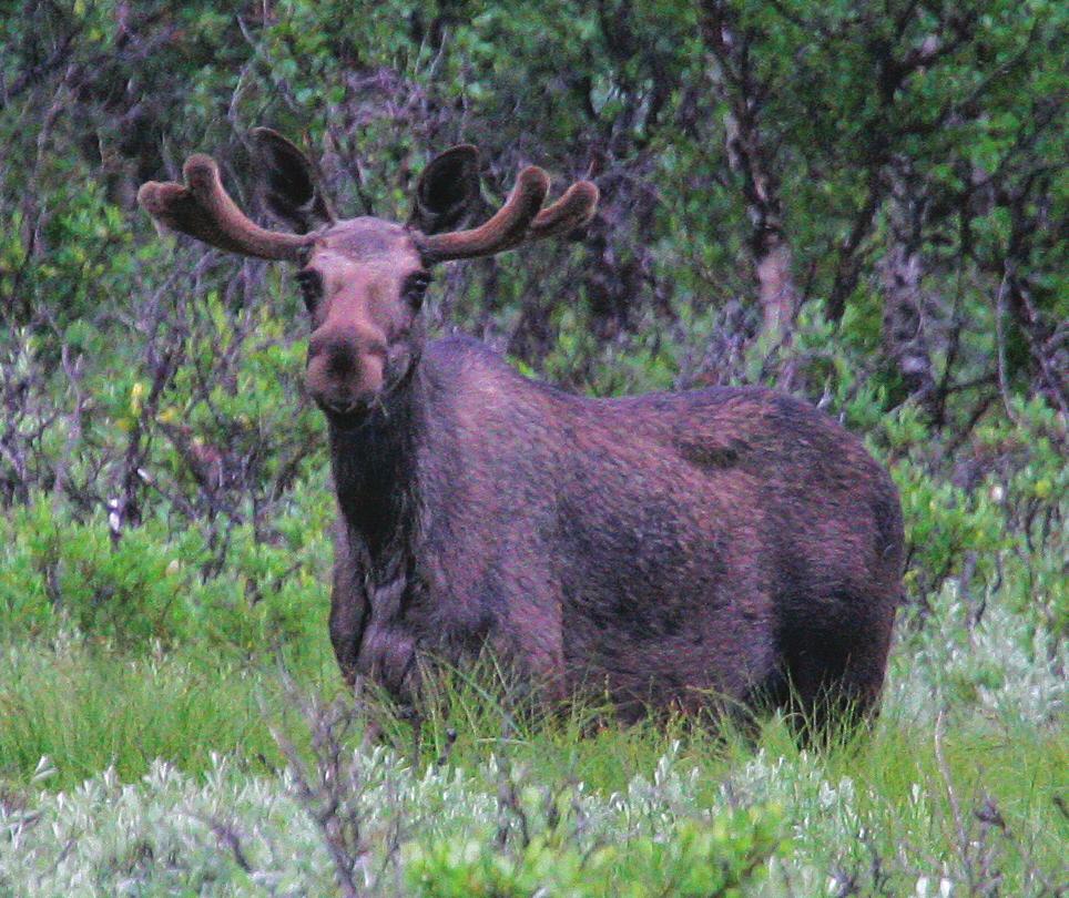 permitted on the marked trail.