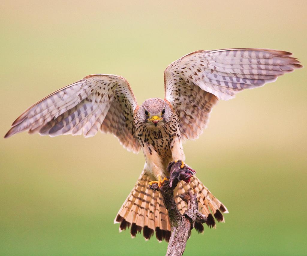 Kestrel / Turmfalke