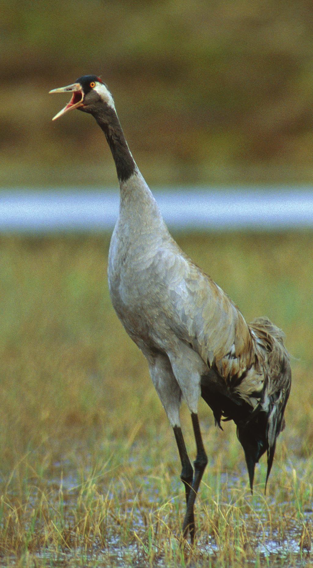 Moorschneehuhn Trane