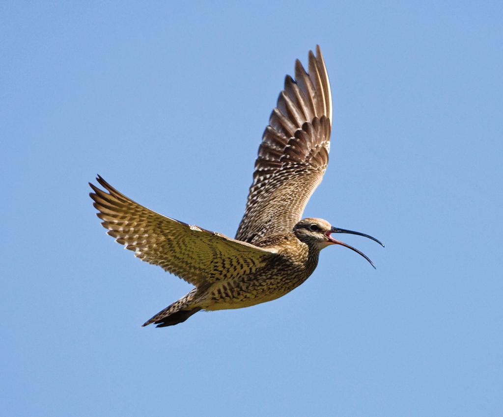 Regenbrachvogel Vipe