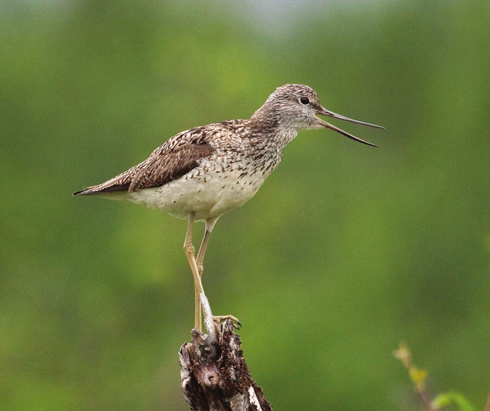 Sandpiper /