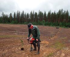 s virksomhet 19 kloner av avkom, dvs 2. generasjons materiale. Det ble podet til Skavhaugen i og etter samme metode som for Svenneby III.