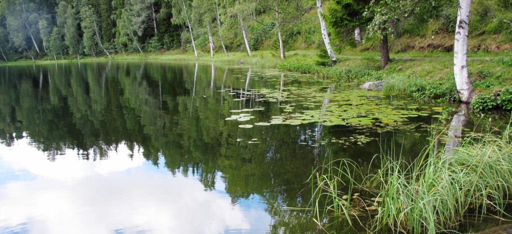 Verdivurdering: Sivesintjernet er en kalksjø (E07), og her regnet som Chara strigosasjø, som formelt ikke er rødlistet, men som i realiteten må få samme rødlistestatus som de humusholdige kalksjøene