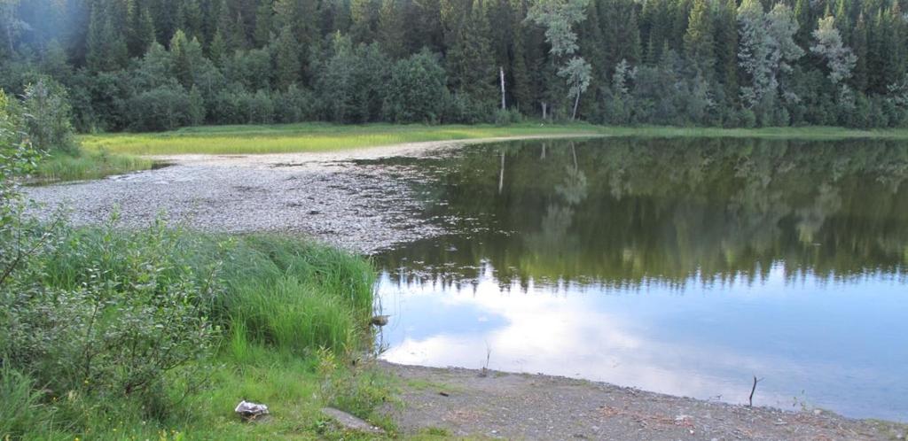 Figur 16. Kauserudtjernet. Foto 12.8.2010 I viken ved Kauserud gård er det innerst et tett belte med starr og så rusttjønnaks og utenfor dette vanlig tjønnaks.