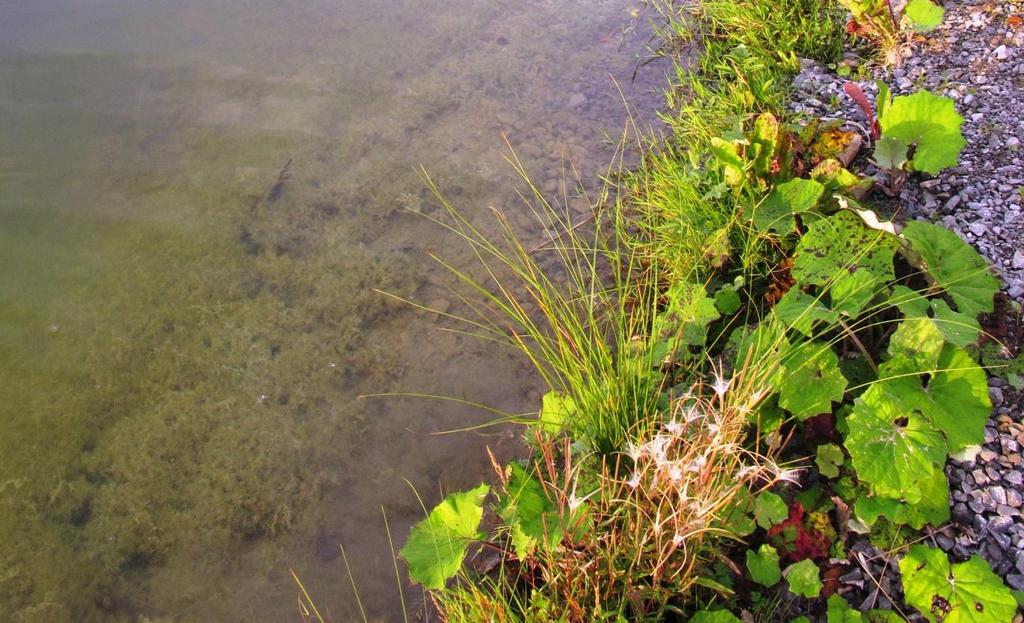 Kilde Norgeskart gråkrans (Chara contraria) (se figur 19) i denne og inn til elvesnellebeltet (Equisetum fluviatile) inne ved land.