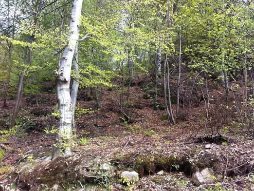 2 Samme område som bilde 1, men vendt nordøst langs skrånet