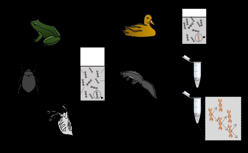 Figur 1.3 Illustrasjon av a) miljø-dna og b) artsspesifikke genetiske markører.