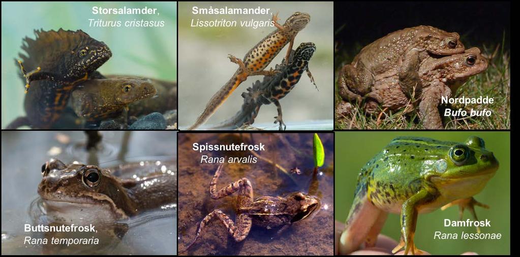Figur 3.3 Bilder av norske amfibier, artsnavn i de ulike bildene. Børre K. Dervo. 3.4 