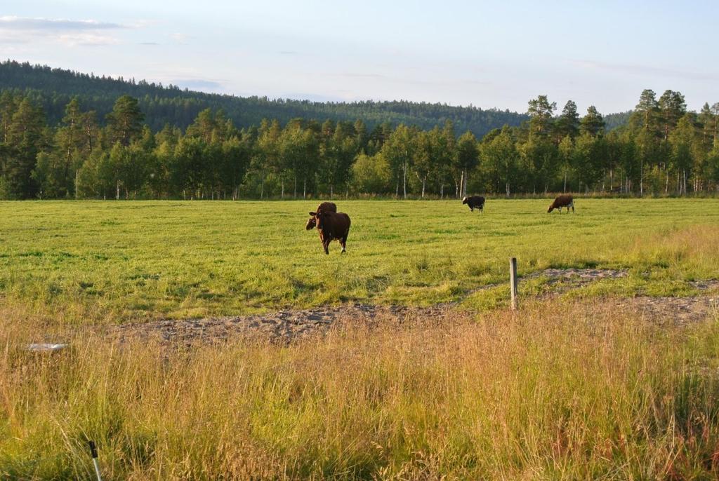 Pasvikdalen.