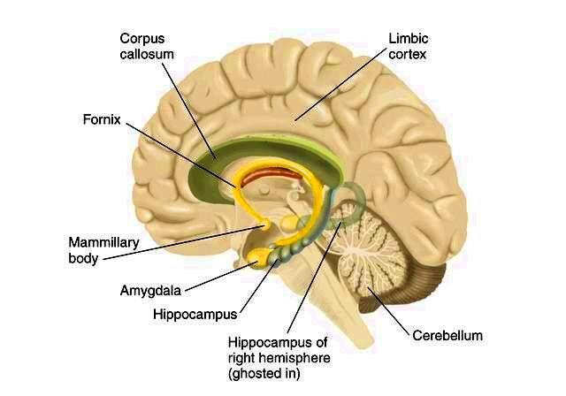 HJERNEANATOMI Psykologspesialist