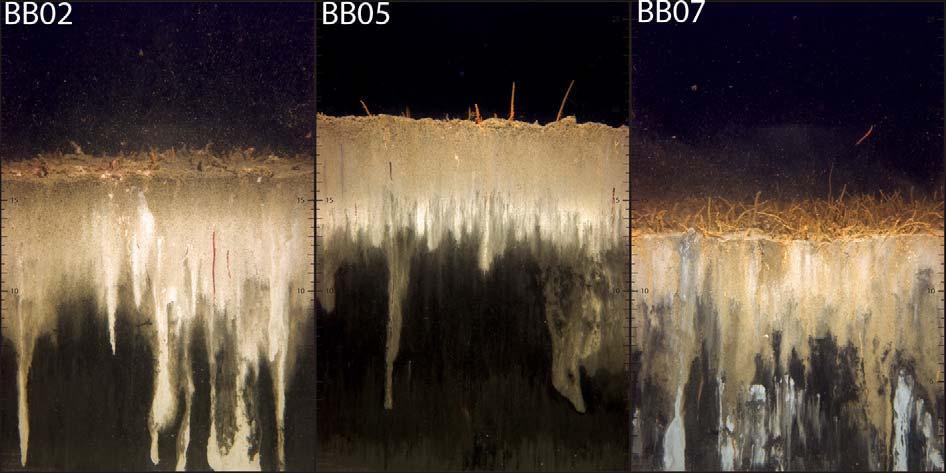 Figur 5. SPI-bilde fra stasjoner hvor det ble tatt sedimenter for miljøgiftanalyse i 2007. Merk at bildet fra BB14 er vesensforskjellig fra bildet i Figur 4.