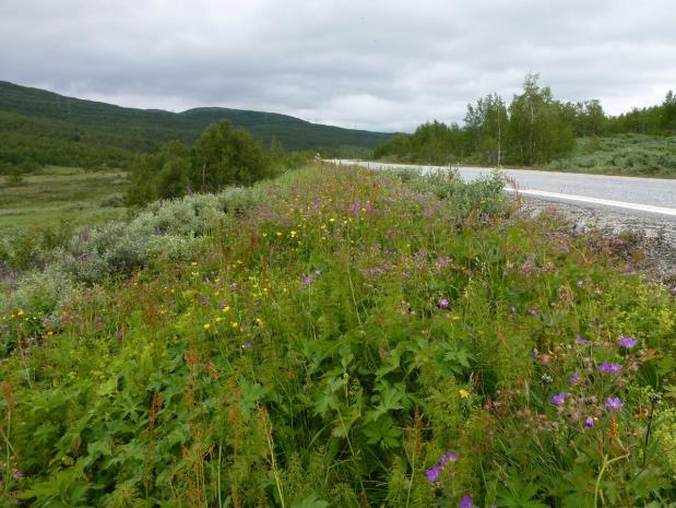 Figur 4. Artsrik vegkant. Frisk-fuktig utforming, med noe tørreng øverst i vegskulderen, mellom Myrland og Strandavatn i Hol (t.v.) og fukteng/våteng-utforming fra Ershovd i Hemsedal (t.h.). Foto: Per Gerhard Ihlen.