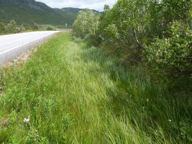 Kartleggingen ble utført på oppdrag fra Statens Beliggenhet og naturgrunnlag. Naturtypen ligger ved E16 og grenser til en fjellbjørkeskog, som for det meste er på blåbærmark.