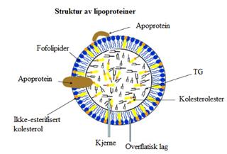 2.1.3. Triacylglyceroler, fosfolipider og lipoproteiner Triacylglyceroler (TG) er sammensatt av glycerol esterifisert til tre fettsyrer.