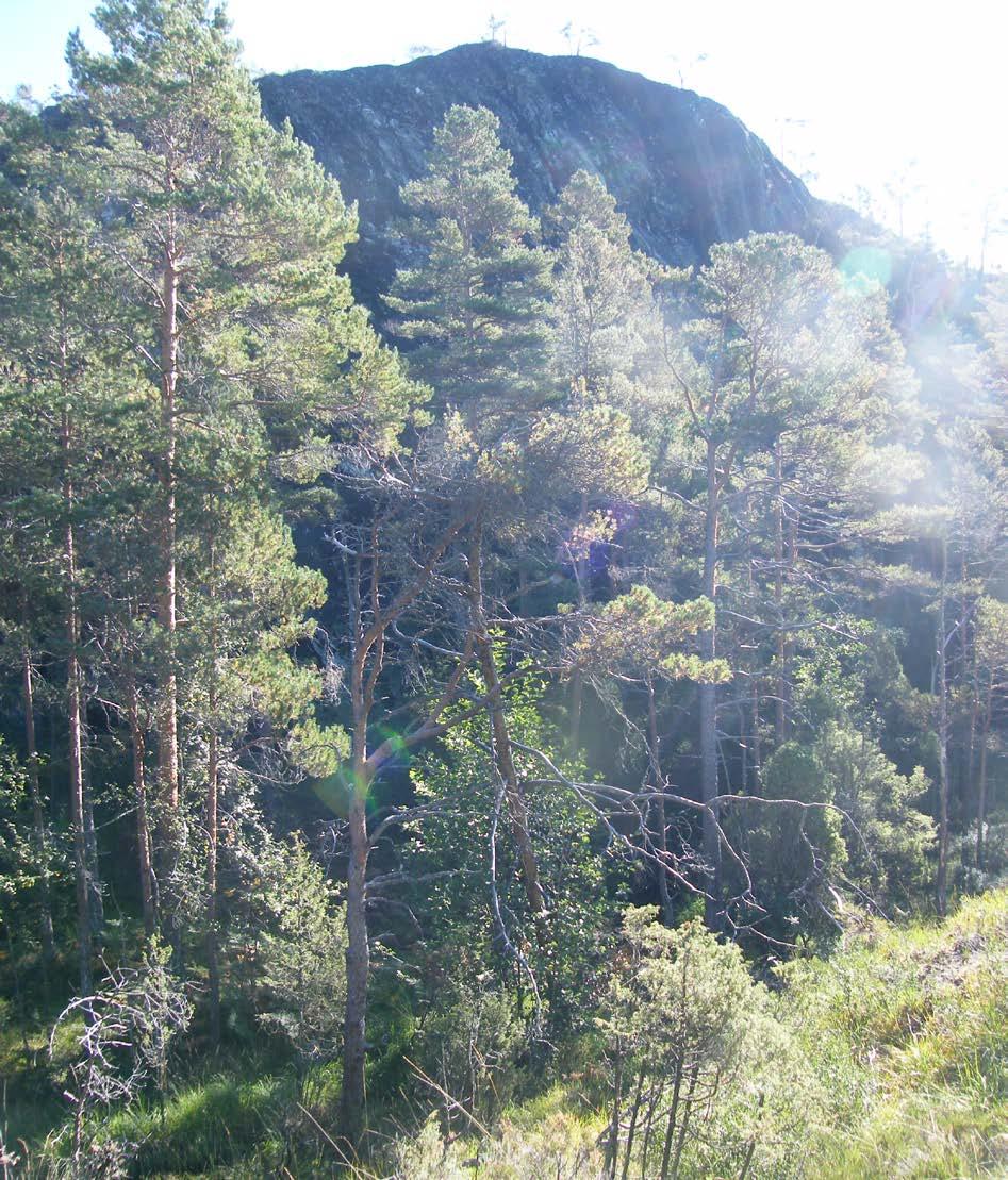 Figur 19. Myrområde og bekkeløpet kor det kan gå jord- og flaumskred.