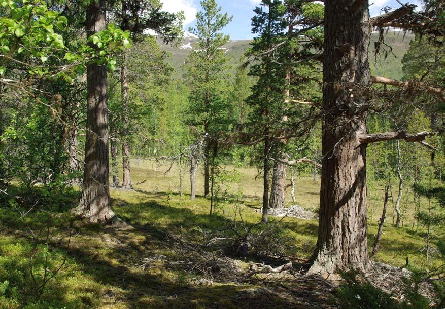 All blåbærfuruskog i området er registrert som blandingsskog av furu og bjørk. Areala dannar i tillegg mosaikkar mellom skrinn blåbærfuruskog og ein meir frodig blåbærbjørkeskog (PKB).