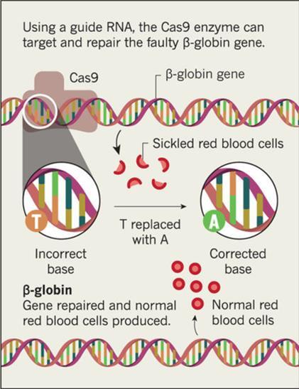 CRISPR-Cas brukt til å redigere hemoglobin i