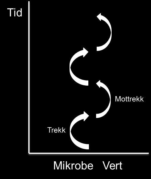 sapiens: 17 år Dersom mennesket var