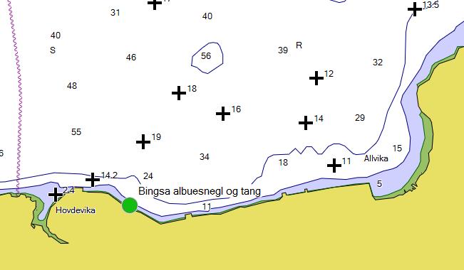 Figur 38: Kartutsnitt som viser stasjon for prøvetaking av albuesnegl og blæretang ved Bingsa. 5.2 RESULTATER 5.2.1 Sedimenter Resultater for miljøgifter i sediment er vist i Tabell 10.