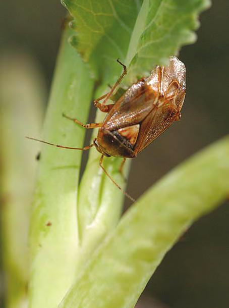 Bladteger Miridae UTSEENDE Bladteger er grønne eller brune og forekommer i varierende størrelse. Forvingenes indre del er fortjukka og det ytterste stykke er hinneaktig.